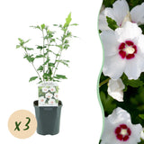 Green boutiQ - Tuinplant - Hibiscus syriacus Red Heart - Tuin Hibiscus - Winterhard - Wit - Rood - 3 Planten - Pot 17cm - Hoogte 45cm