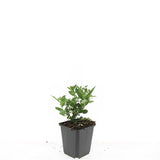 48x Aster ageratoides 'Stardust' - ↕10-25cm - Ø9cm