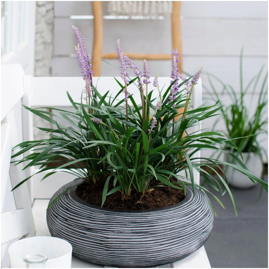 Liriope muscari 'Ingwersen' – 6 planten · pot Ø14 cm · 25 cm hoog (foto 2)