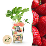 Green boutiQ - Fruitplanten - Aardbei - Fragaria Elvira - Winterhard - 3 Planten - Pot 9 cm - Rode Aardbei
