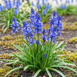 Green boutiQ - Bloembollen - Hyacinthoides non Scripta - Kleur Blauw - 20 stuks - Bolmaat 7/8 - XXL Pack