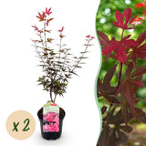 Green boutiQ - Terrasplant - Japanse Esdoorn - Acer palmatum Skeetsers Broom - Paars - 2 Planten - Bladverliezend - Pot 19cm Hoogte 70cm