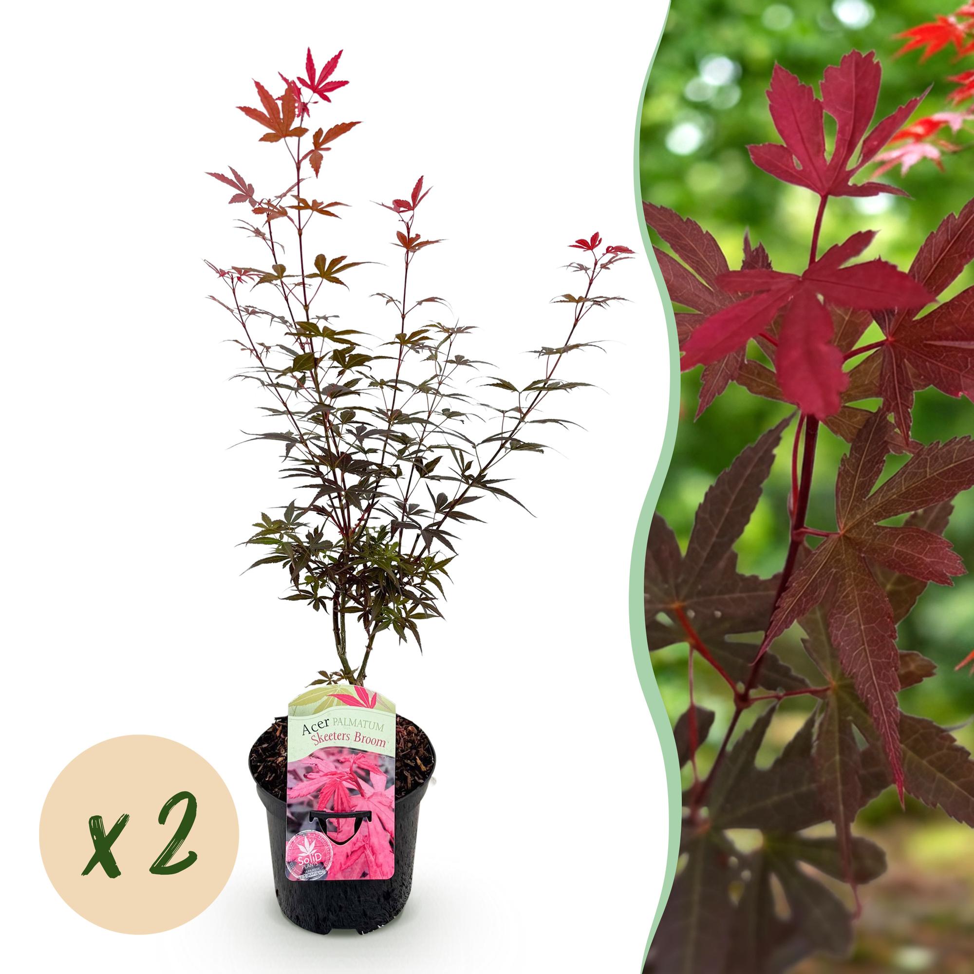 Green boutiQ - Terrasplant - Japanse Esdoorn - Acer palmatum Skeetsers Broom - Paars - 2 Planten - Bladverliezend - Pot 19cm Hoogte 70cm