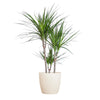 Dracaena Marginata met Potter wit - 95cm - Ø21