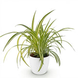 Green boutiQ - Kamerplant - Chlorophytum comosum Variegatum - Bonte Graslelie - Huisdiervriendelijke Plant - Groen - 1 Plant - met Potter Wit - Pot 12cm - Hoogte 20cm