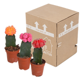 Euphorbia meloformis variegata - Gymnocalycium mix - 5,5cm - 3x