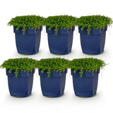 Green boutiQ - Vasteplant - Isotoma fluviatilis - Sterrenbloem - Rotsplanten - Licht Blauw - 6 Planten - Pot 11cm - Hoogte 15-25cm