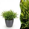 Green boutiQ - Kamerplant - Bamusa Pogonatherum Monica - Bamboegras - Huisdiervriendelijke Plant - Groen - 1 Plant - met Potter Grijs - Pot 12cm - Hoogte 20cm