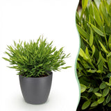 Green boutiQ - Kamerplant - Bamusa Pogonatherum Monica - Bamboegras - Huisdiervriendelijke Plant - Groen - 1 Plant - met Potter Grijs - Pot 12cm - Hoogte 20cm