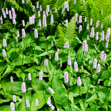 12x Persicaria a. 'Alba' - ↕10-25cm - Ø9cm