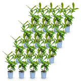 Green boutiQ - 16x Prunus laur. Novita - Laurierkers - Haagplanten - Groenblijvend - Groen - Pot 9cm - Hoogte 25-35cm