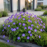 Green boutiQ - Vasteplant - Geranium 'Rozanne' - Ooievaarsbek - Bodembedekkend - Blauw - 12 Planten - Pot 11cm - Hoogte 15-25cm