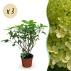 Green boutiQ - Tuinplant - Hydrangea panniculata Limelight - Pluimhortensia - Winterhard - Lime Groen - 3 Planten - Pot 12cm - Hoogte Hoogte 20-30cm