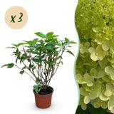 Green boutiQ - Tuinplant - Hydrangea panniculata Limelight - Pluimhortensia - Winterhard - Lime Groen - 3 Planten - Pot 12cm - Hoogte Hoogte 20-30cm