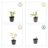 48x Echinacea p. 'Magnus' - ↕10-25cm - Ø9cm