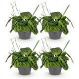 Green boutiQ - Kamerplant - Maranta Fascinator Lemon Lime - Gebedsplant - Huisdiervriendelijke Plant - Groen - 4 Planten - met Potter Grijs - Pot 12cm - Hoogte 25cm