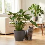Green boutiQ - Kamerplant - Philodendron - Philodendron Xanadu - Groen - Weinig onderhoud - 1 Plant - met Potter Grijs - Pot 19cm - Hoogte 60cm