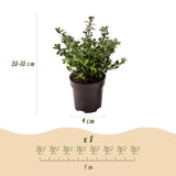 Green boutiQ - 40x Ilex crenata Stokes - Japanse Hulst - Haagplanten - Groenblijvend - Groen - Pot 9cm - Hoogte 20-30cm