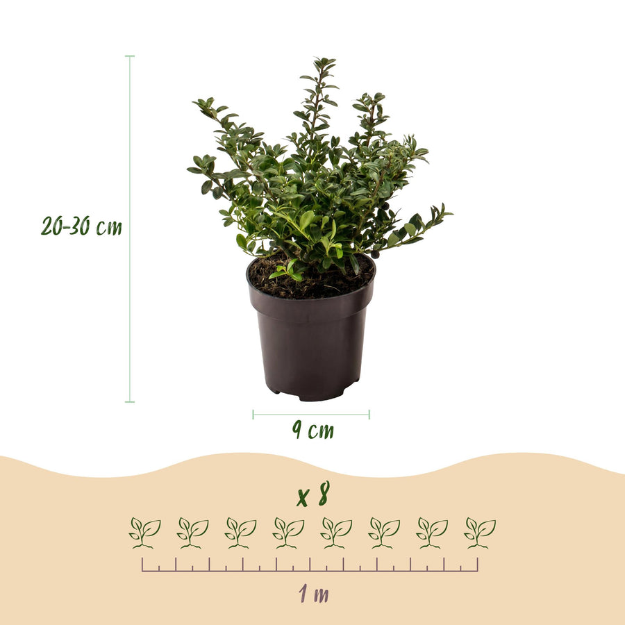 Ilex crenata Stokes — Hulsthaag, 40 stuks, 20-30 cm