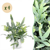 Green boutiQ - Kamerplant - Phlebodium aureum Blue Star - Blauwe Varen - Huisdiervriendelijke Plant - Blauw - 4 Planten - met Potter Wit - Pot 12cm - Hoogte 25cm