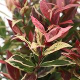 Green boutiQ - Tuinplant - Leucothoe Colour Diamond - Bont - 1 Plant - Groenblijvend - Weinig Onderhoud - Pot 17cm Hoogte 45cm