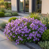 Green boutiQ - Vasteplant - Campanula portenschlagiana - Perzikbladklokje - Bodembedekkend - Roze - 1 Plant - Pot 11cm - Hoogte 15-25cm