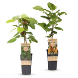 Green boutiQ - Fruitplant - Actinidia Weiki & Hayward - Kiwiplant - 1 Mannelijke - 1 Vrouwelijke - Planten - Groen - Pot 15cm - Hoogte 50cm