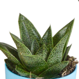 Gasteria/Haworthia mix 5,5cm - 5x - in gekleurde plasticpot