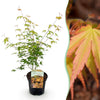Green boutiQ - Terrasplant - Japanse Esdoorn - Acer palmatum Katsura - Oranje - 1 Plant - Bladverliezend - Pot 19cm Hoogte 70cm