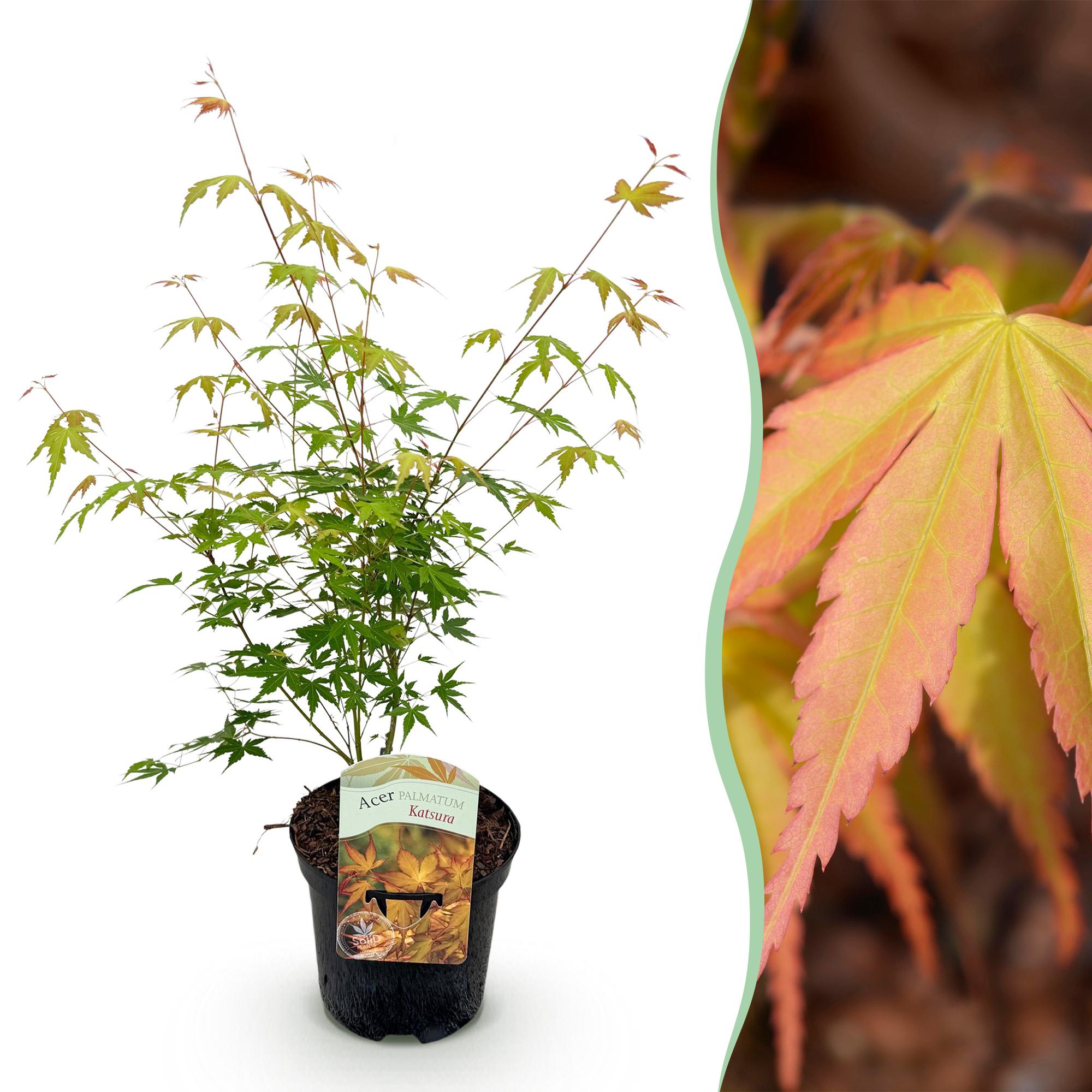 Green boutiQ - Terrasplant - Japanse Esdoorn - Acer palmatum Katsura - Oranje - 1 Plant - Bladverliezend - Pot 19cm Hoogte 70cm