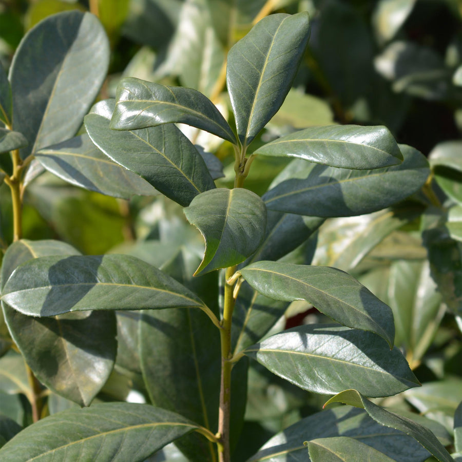 Prunus laurocerasus Rotundifolia — Laurierkershaag, 6 planten (1 strekkende meter), 50 cm