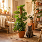 Green boutiQ - Kamerplant - Monkey Mask - Monstera Andansonii Mosstok - Groen - Weinig onderhoud - 1 Plant - Pot 19cm - Hoogte 90cm