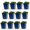 Green boutiQ - Vasteplant - Geranium sang. Max Frei - Ooievaarsbek - Bodembedekkend - Roze - 12 Planten - Pot 11cm - Hoogte 15-25cm