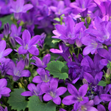 60x Campanula portenschlagiana - ↕10-25cm - Ø9cm
