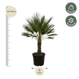 Chamaerops Humilis op stam - 150 cm - Ø45cm