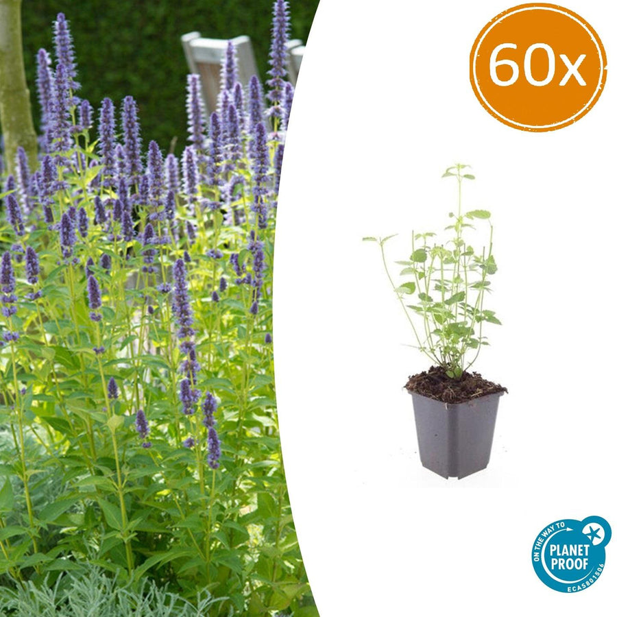 Agastache 'Black Adder' – 60 planten · pot Ø9 cm · 10-25 cm hoog