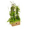 4x Cobea Scandens Violet Blue Ø13 cm - ↕60 cm