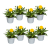 8x Coreopsis Grandiflora Ø13cm - ↕25 - 35cm