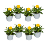 8x Coreopsis Grandiflora Ø13cm - ↕25 - 35cm