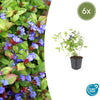 6x Ceratostigma plumbaginoides- ↕10-25cm - Ø9cm