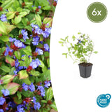 6x Ceratostigma plumbaginoides- ↕10-25cm - Ø9cm