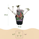 Green boutiQ - Vlinderstruik - Buddleja davidii Flower Power - Bloem Oranje Paars - 1 Plant - Bladverliezend - Vlinderlokkend -Pot 17cm Hoogte 30cm
