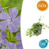 60x Vinca minor 'La Grave' - ↕10-25cm - Ø9cm