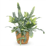 Green boutiQ - Kamerplant - Phlebodium aureum Blue Star - Blauwe Varen - Huisdiervriendelijke Plant - Blauw - 1 Plant - met Mand - Pot 12cm - Hoogte 25cm