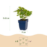 Green boutiQ - Vasteplant - Astilbe chin. Pumila - Pluimspirea - Schaduw - Paars - 1 Plant - Pot 11cm - Hoogte 15-25cm