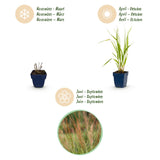 Green boutiQ - Grassen - Molinia caer. Heidebraut - Pijpestrootje - Met Pluim - Groen - 24 Planten - Pot 11cm - Hoogte 15-25cm