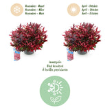 Green boutiQ - Tuinplant - Leucothoe Zeblid - Rood - 1 Plant - Groenblijvend - Weinig Onderhoud - Pot 17cm Hoogte 45cm