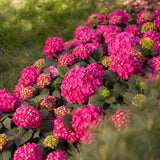 Green boutiQ - Tuinplant - Hydrangea Endles Summer Summer Love Red - Hortensia - Winterhard - Rood - 8 Planten - Pot 14cm - Hoogte 20-25cm