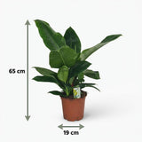 Green boutiQ - Kamerplant - Philodendron - Philodendron Imperial Green - Groen - Weinig onderhoud - 1 Plant - Pot 19cm - Hoogte 65cm