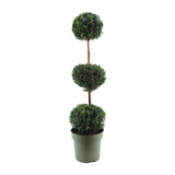 Buxus Semp. Trio-Ball - Ø27cm - ↕110cm